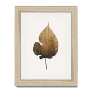Hawthorn Axis Botanical Wall Art Print — gallery image 50