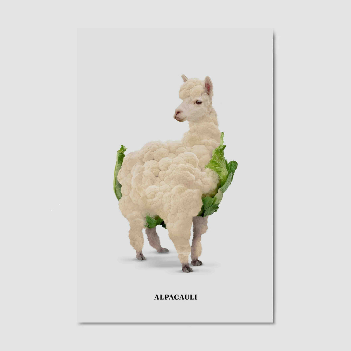Greenwood Loop Alpaca Canvas Wall Art — gallery image 15