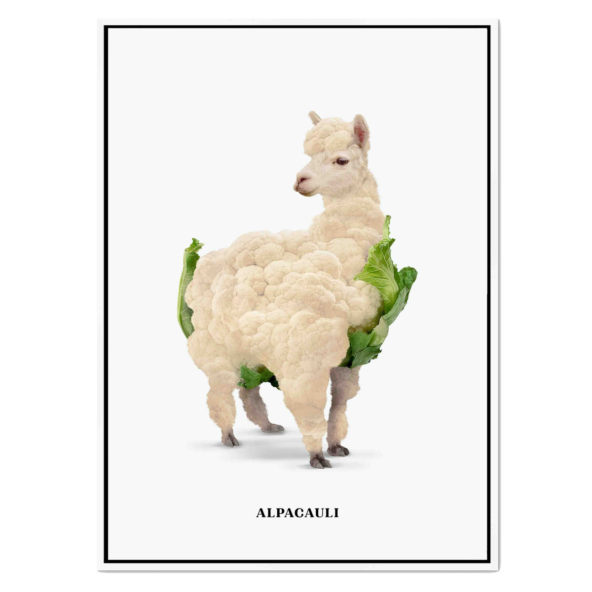 Greenwood Loop Alpaca Canvas Wall Art — gallery image 39