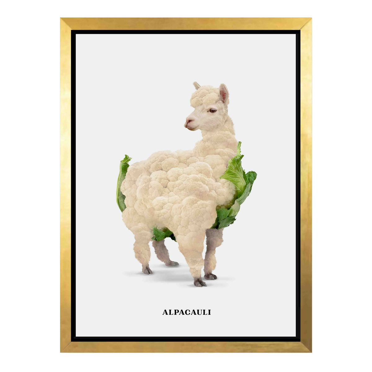 Greenwood Loop Alpaca Canvas Wall Art — gallery image 28