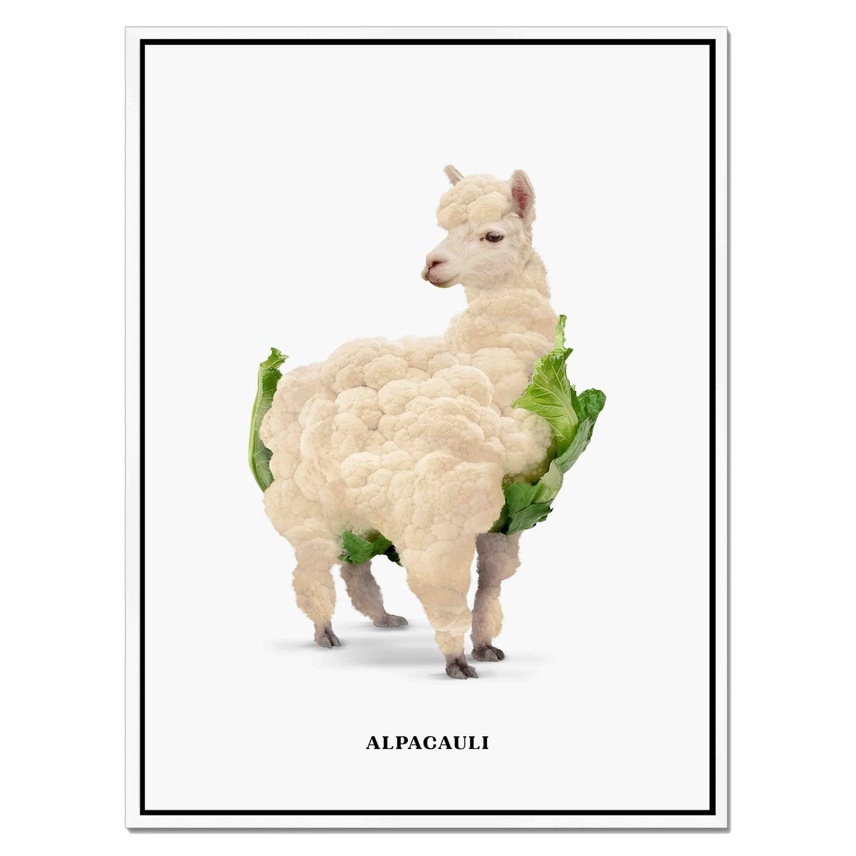Greenwood Loop Alpaca Canvas Wall Art — gallery image 41