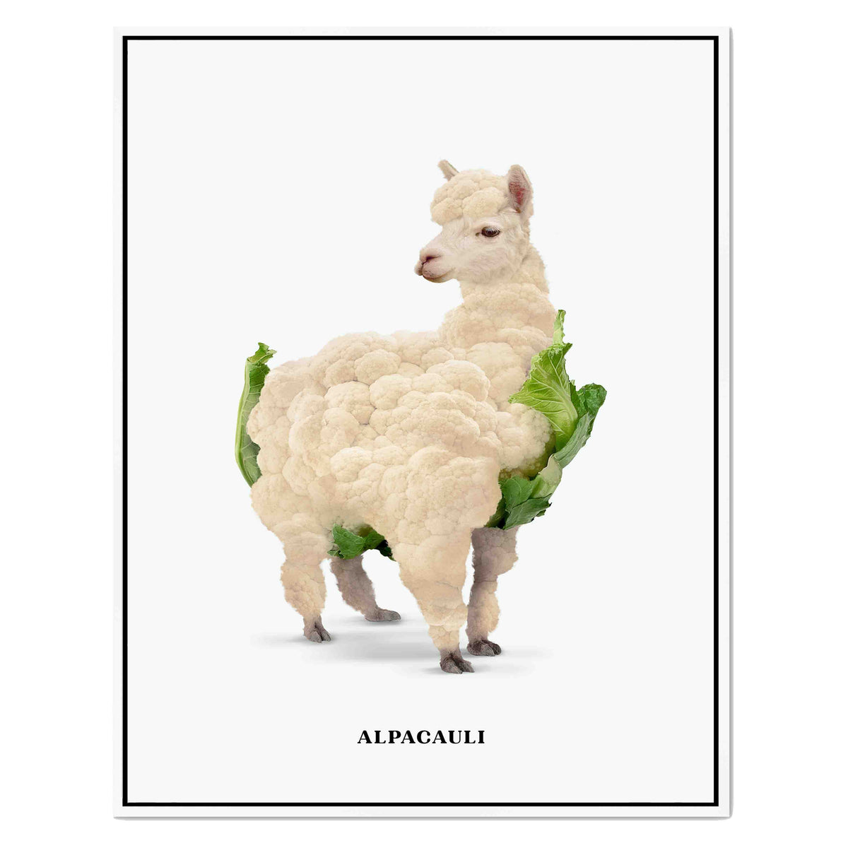 Greenwood Loop Alpaca Canvas Wall Art — gallery image 51